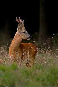 a deer with horns standing in tall grass