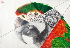 a drawing of a parrot with different colors on it's face and body,