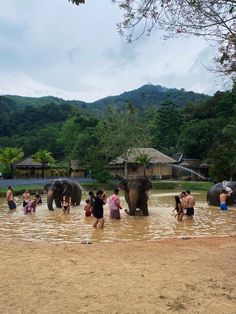 several people are standing in the water with elephants