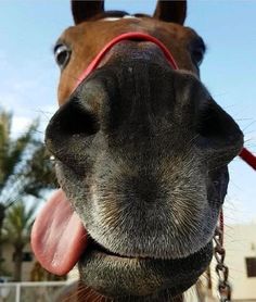 a horse sticking its tongue out with the caption you have to be odd to be number 1