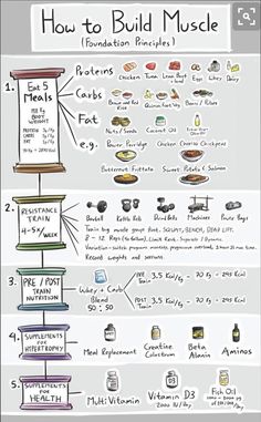 how to build muscle info sheet