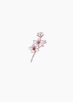 a single flower on a white background with red lines in the bottom right hand corner