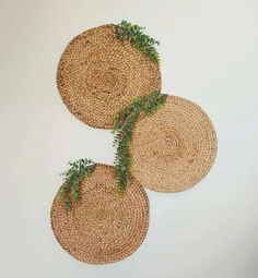 three round woven placemats with green plants on them, hanging from the wall