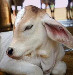 a brown and white cow laying on top of a wooden floor