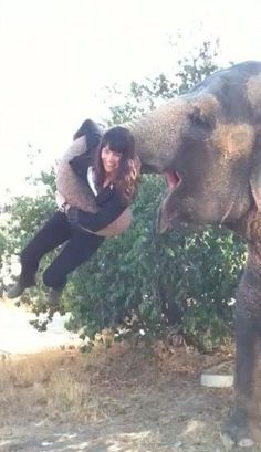 a woman is riding on the back of an elephant's head as it licks its trunk