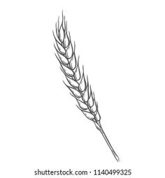 a single stalk of wheat is shown in this black and white drawing on a white background