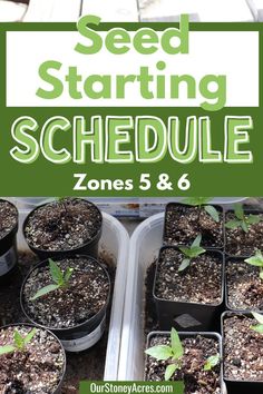 seed starting schedule for the zone 5 and 6 with text overlay that says seed starting schedule