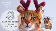 a cat wearing a knitted reindeer hat with antlers on it's head