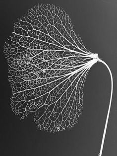 a leaf that is on top of a table