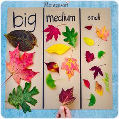 Leaf Math Activities Kindergarten, Size Sorting, Forest School Activities, Homeschool Preschool Activities, Fall Preschool Activities, Fall Arts And Crafts, Nursery Activities, Toddler Arts And Crafts, Fall Preschool