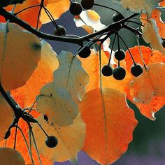 leaves and berries are hanging from the branches of an oak tree with orange, yellow and green leaves