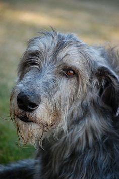 a shaggy gray dog sitting on top of a lush green field