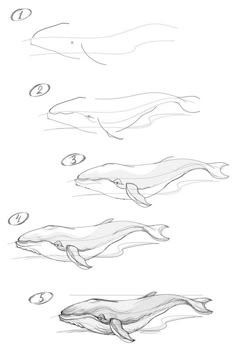 three whales are shown in different stages of their body and head, one is drawn with