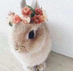 a rabbit with flowers on its head is sitting in front of a white wall and looking at the camera