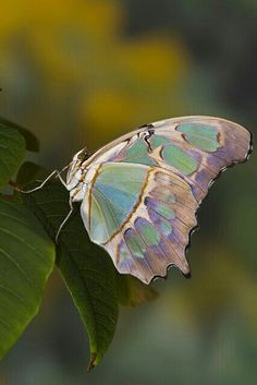 a butterfly sitting on top of a green leaf