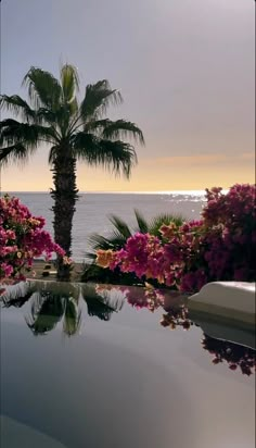 a palm tree sitting next to the ocean with pink flowers in bloom on it's side