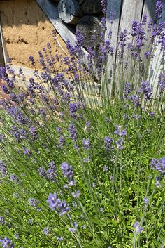 purple flowers growing in front of a wooden fence