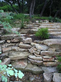 a stone path in the middle of a garden with plants growing on top of it