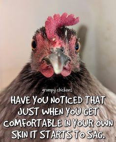 Funny Chickens, Chickens And Roosters, Jokes And Riddles, Chicken Humor, Minions Funny, Funny Sayings, Riddles, Funny Things, Cute Quotes