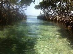 the water is crystal green and there are many trees growing out of the shore line