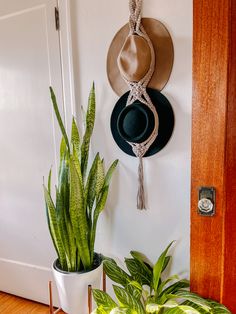 a hat hanging on the wall next to a potted plant and a door handle