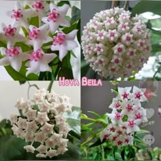 four different types of flowers with pink and white petals