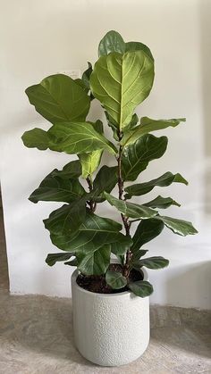 a potted plant with large green leaves