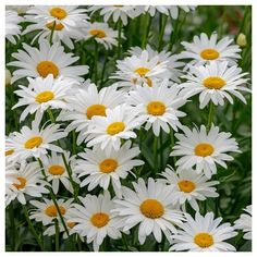 white daisies with yellow centers in a garden