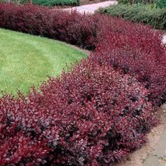 some purple plants are growing in the grass and on the ground next to each other