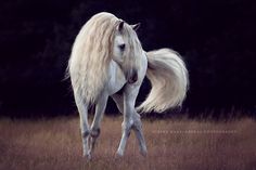 a white horse with long hair walking through a field