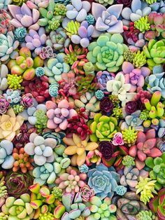 many different types of succulents are arranged together