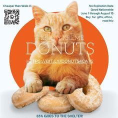 an orange cat sitting on top of doughnuts with the caption donuts