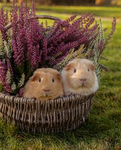 two small hamsters in a basket with purple flowers on the grass and an instagram post about them