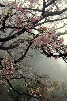 pink flowers are blooming on the branches of trees in the foggy forest area