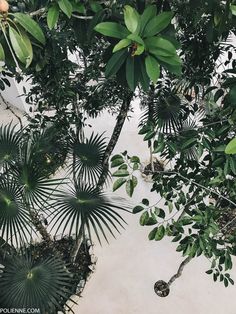 an overhead view of trees and plants in a tropical setting with white concrete flooring