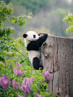 a panda bear sitting on top of a tree stump in the forest with purple flowers