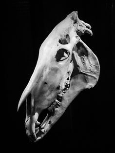 a black and white photo of a dog's head with its mouth open in the dark