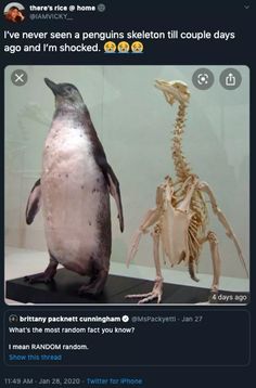 a penguin is standing next to a skeleton