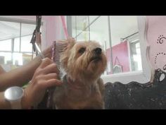 a dog getting its hair cut by a woman in front of a mirror with scissors