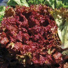 lettuce and other vegetables are laying out on the ground in front of each other