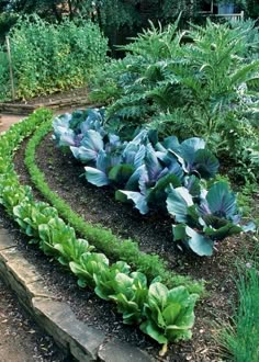 a garden filled with lots of green plants