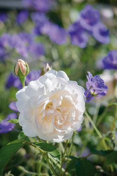 a white rose surrounded by purple flowers