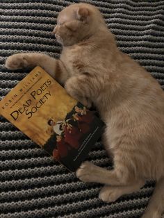 a cat laying on top of a couch with a book in it's paws