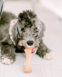 a small dog chewing on a bone toy