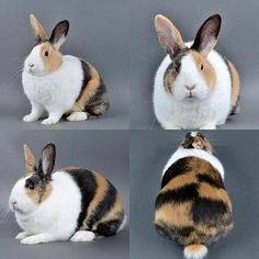 four different images of the same rabbit sitting in front of each other on a gray background