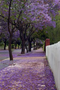 purple flowers on the ground next to a white fence and trees with purple leaves all over them