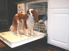 a brown and white dog standing on top of an open dishwasher in a kitchen