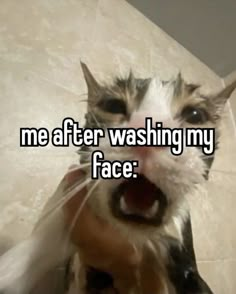 a cat with its mouth open and the caption reads me after washing my face