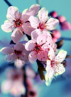 pink flowers are blooming on a tree branch with blue sky in the back ground