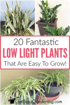 plants that are easy to grow in pots with text overlay reading 20 fantastic low light plants that are easy to grow